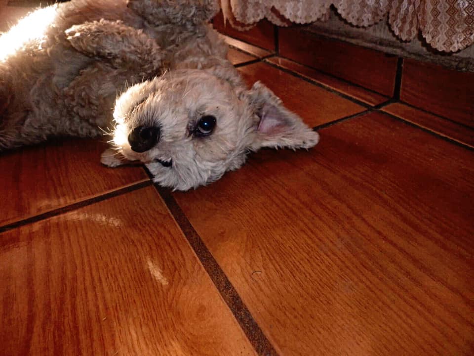 27 de Octubre. Llegan las almas de nuestras&nbsp;mascotas.