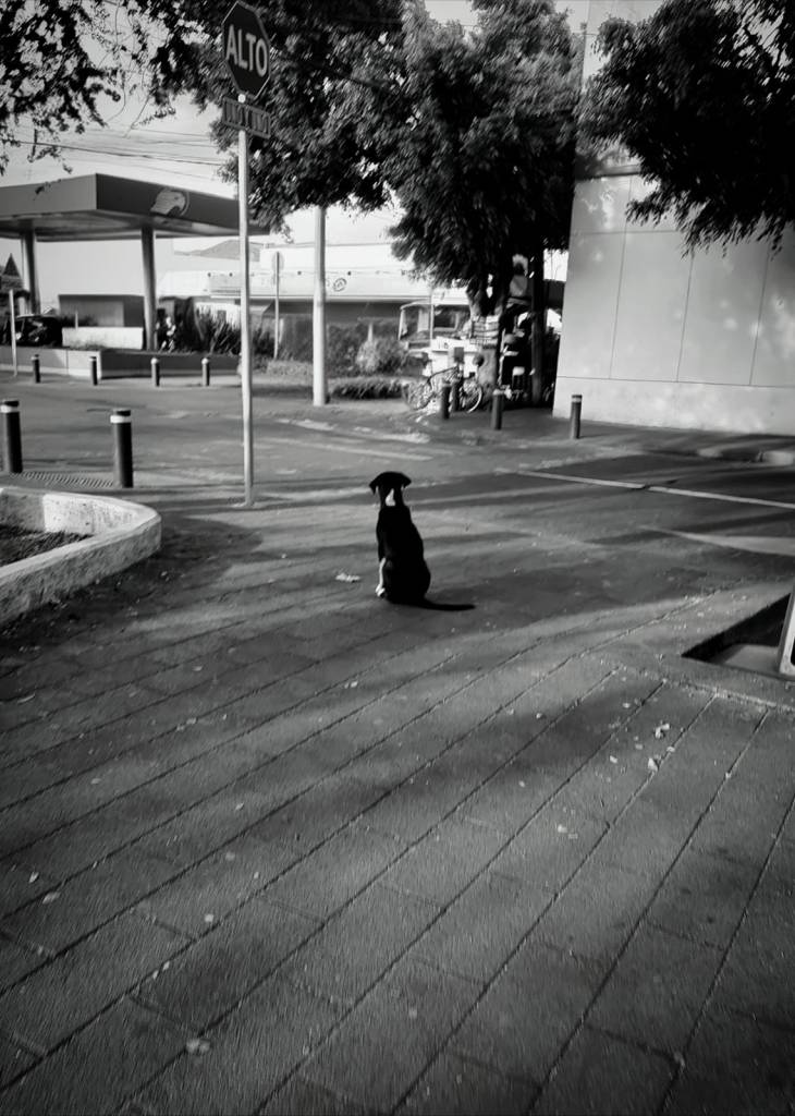 FOTOGRAFÍAS GUADALAJARA